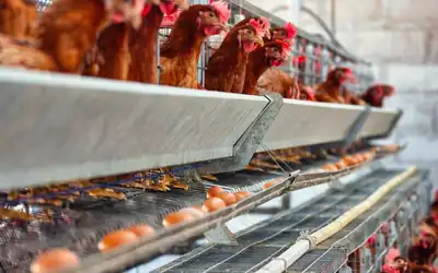 Sistem Kemitraan Peternakan Ayam Petelur sebagai Solusi Pengembangan Usaha Modern