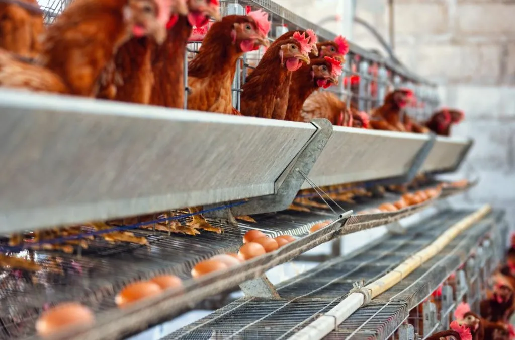 Sistem Kemitraan Peternakan Ayam Petelur sebagai Solusi Pengembangan Usaha Modern