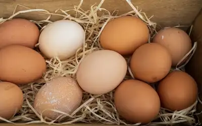 Pentingnya Telur Ayam sebagai Sumber Protein Berkualitas bagi Masyarakat