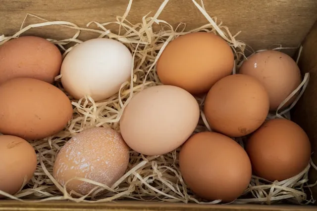 Pentingnya Telur Ayam sebagai Sumber Protein Berkualitas bagi Masyarakat