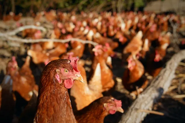 Peluang Usaha Peternakan Ayam Petelur yang Menjanjikan di Indonesia