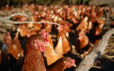 Peluang Usaha Peternakan Ayam Petelur yang Menjanjikan di Indonesia
