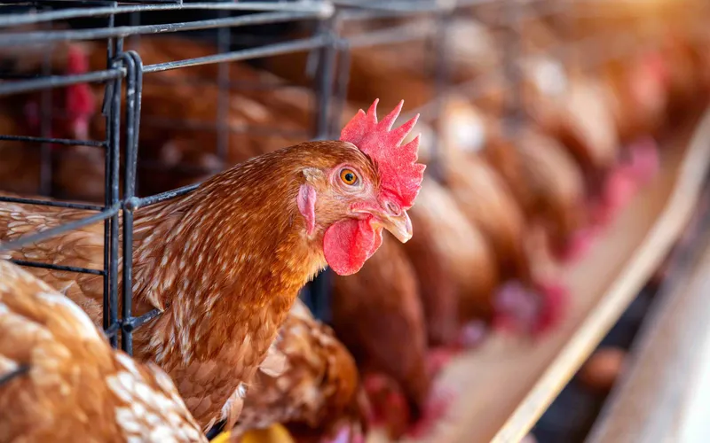 MAKMUR JAYA FARM Poultry Eggs